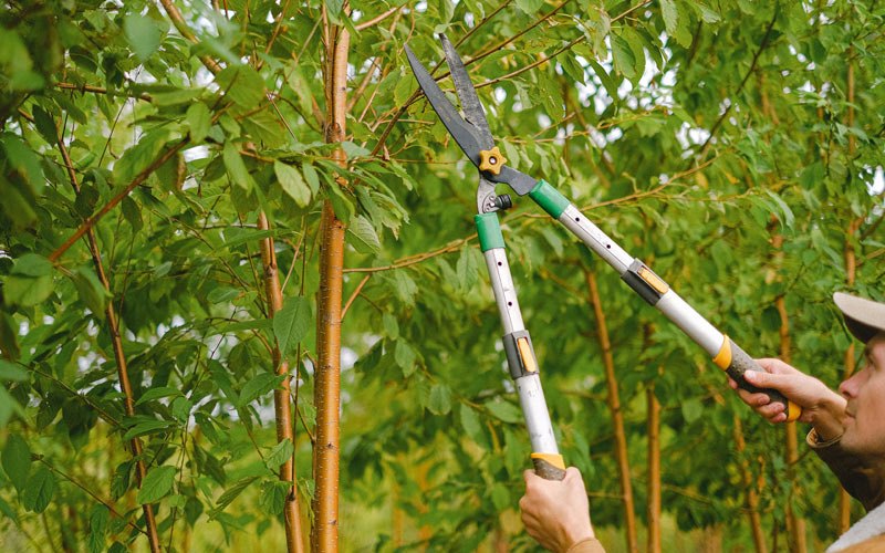 Tree trimming in Palestine, OH